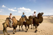 Camel riding on the back of Bactrian camels